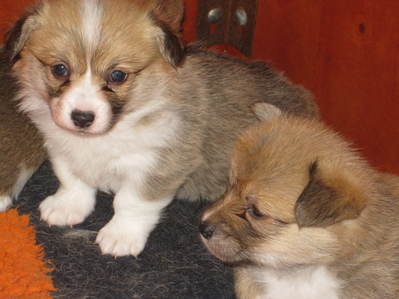 Puppies